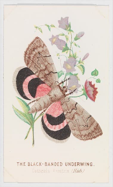 The Black-Banded Underwing, from "The Butterflies and Moths of America", Part 2, by Louis Prang & Co.