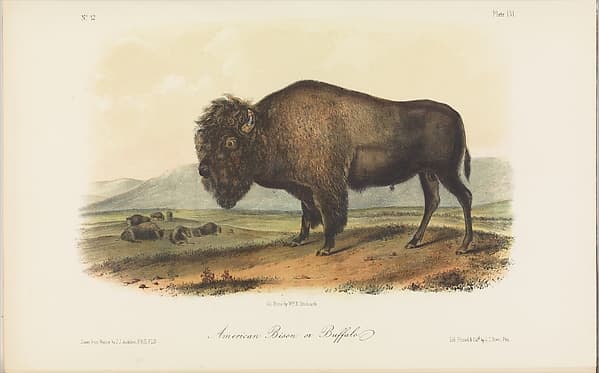 The Viviparous Quadrupeds of North America, vol. II, by John James Audubon