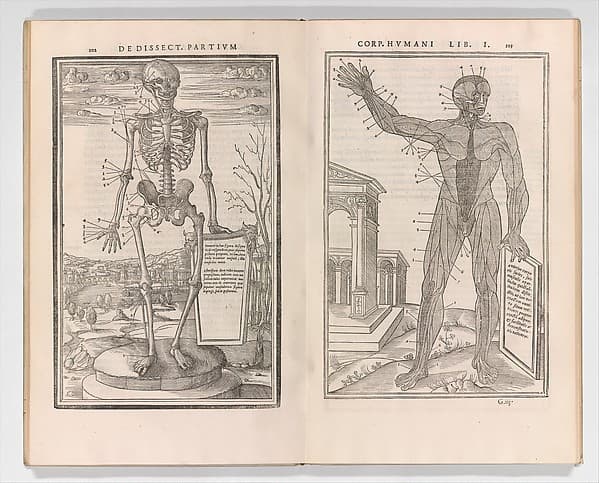 De dissectione partium corporis humani libri tres, by Charles Estienne