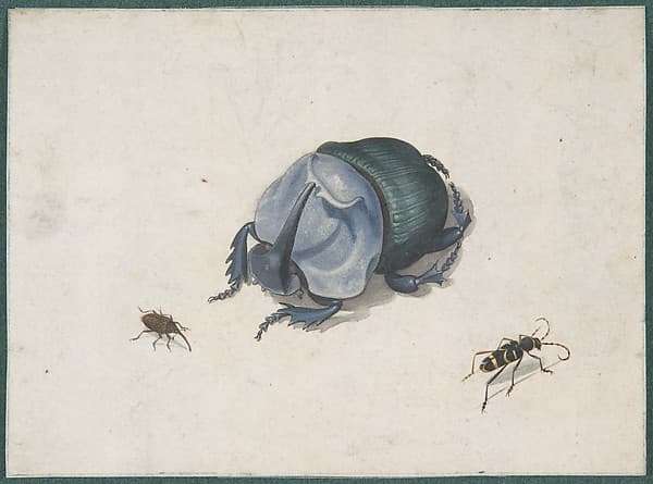 Studies of a Blue Beetle and Insects, by Pieter Holsteyn II