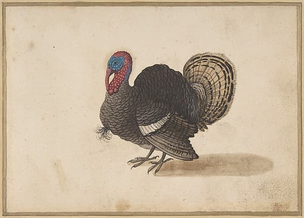 A Turkey, by Anonymous, Dutch