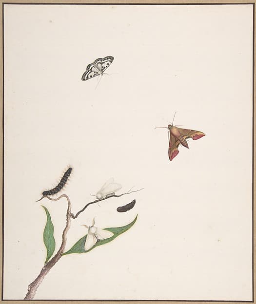 A Caterpillar and Two Moths on a Branch and Two Butterflies, by Nicolaas Struyk