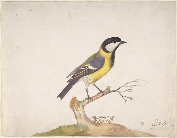 A Great Titmouse (Parus major) Perched on a Branch, by Pieter Withoos