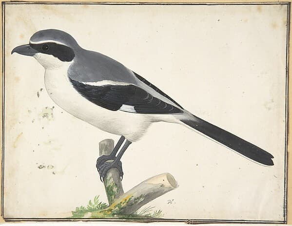 A Great Grey Shrike, by Pieter Holsteyn II