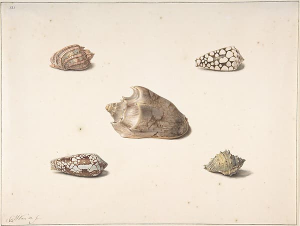 Five Shells, by George Jacobus Johannes van Os