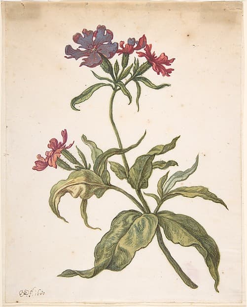 Study of a red catchfly (Lychnis hirsuta), by Herman Saftleven II
