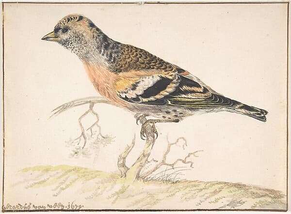 Bramling (Fringilla Montifringilla), by Gerardus van Veen