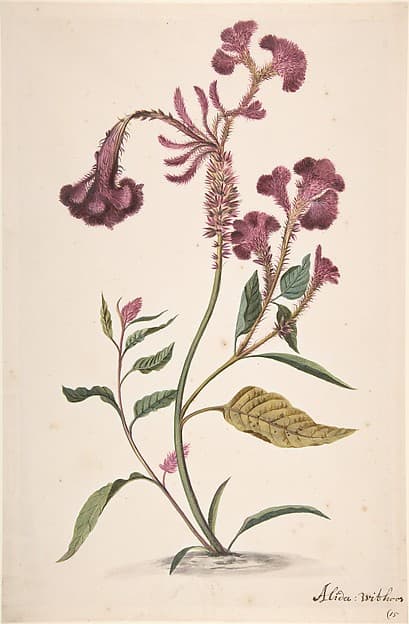 Study of a Crested Cockscomb (Celosia argentea cristata), by Alida Withoos