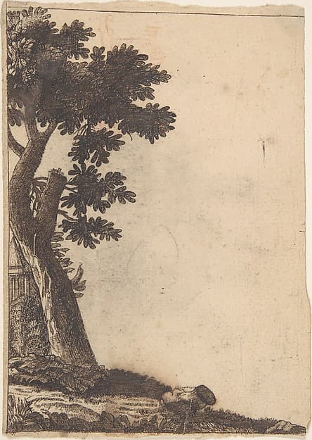 Study of a Tree, by Anonymous, Netherlandish, 16th century