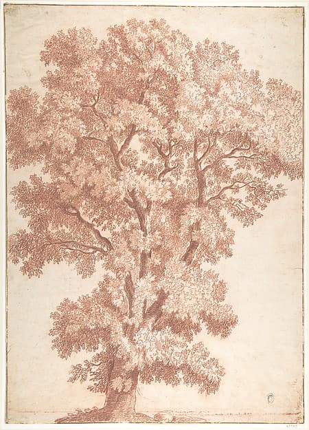 Tree, by Ercole Procaccini The Younger