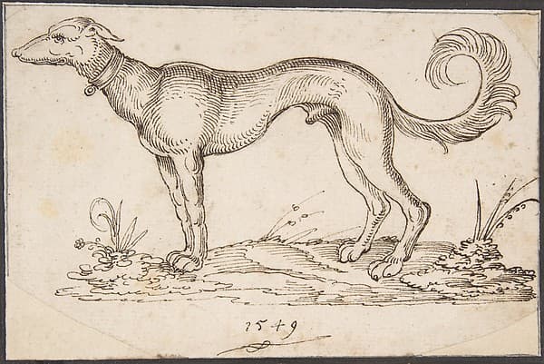 A Greyhound in Profile Facing Left, by Virgil Solis