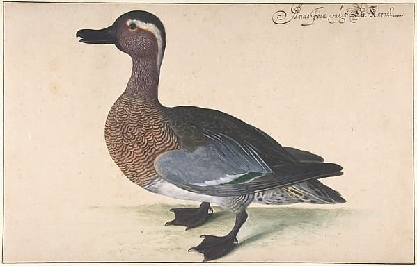 A Male Teal, by Johann Jakob Walther
