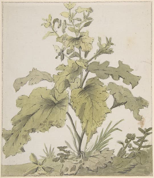 Study of a Plant, by Christian Wilhelm Ernst Dietrich