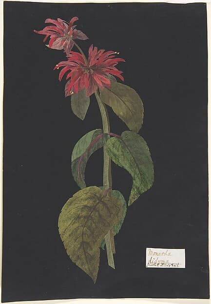 Monarda didyma/ Scarlet Lion's Tail, by The Hon. Booth Grey