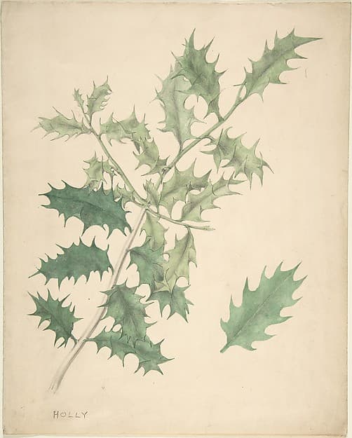 Holly Leaves, by Anonymous, British, 19th century