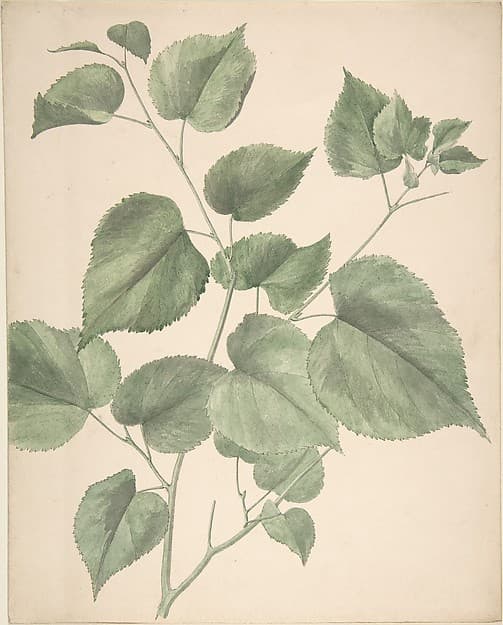 Leaves, by Anonymous, British, 19th century