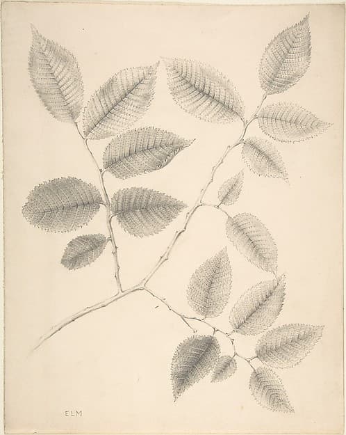 Elm Leaves, by Anonymous, British, 19th century