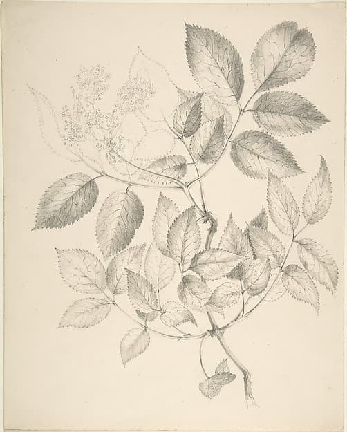 Leaves and Flowers, by Anonymous, British, 19th century