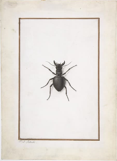 A Stag Beetle, by Pierre Joseph Redouté