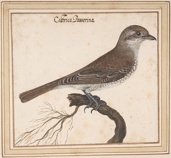 Castrica Passerina, by Vincenzo Leonardi