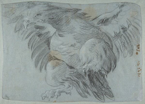 An Eagle with Wings Spread, by Giovanni Battista Tiepolo