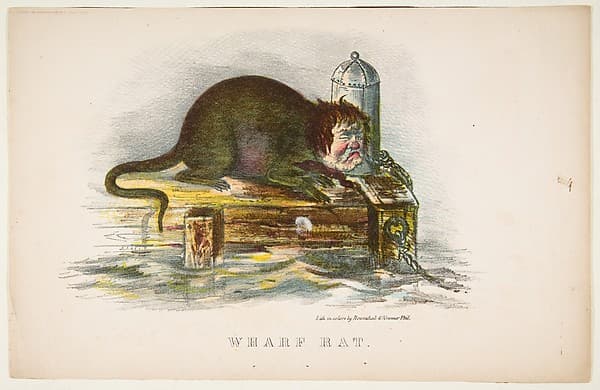 Wharf Rat, from "The Comic Natural History of the Human Race", by Henry Louis Stephens