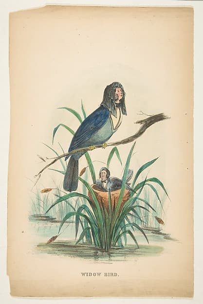 Widow Bird, from "The Comic Natural History of the Human Race", by Henry Louis Stephens