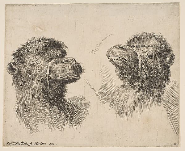 Two Camel Heads, by Stefano della Bella