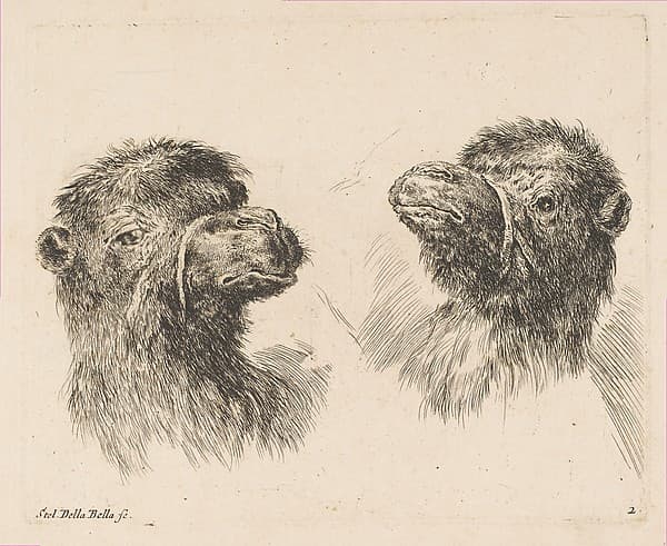 Two Camel Heads, by Stefano della Bella