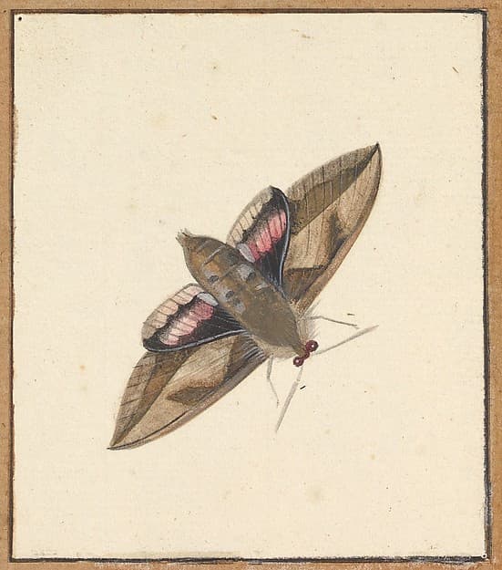 A Moth, by Nicolaas Struyk