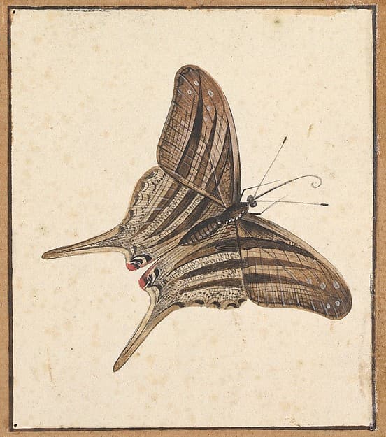 A Butterfly, by Nicolaas Struyk