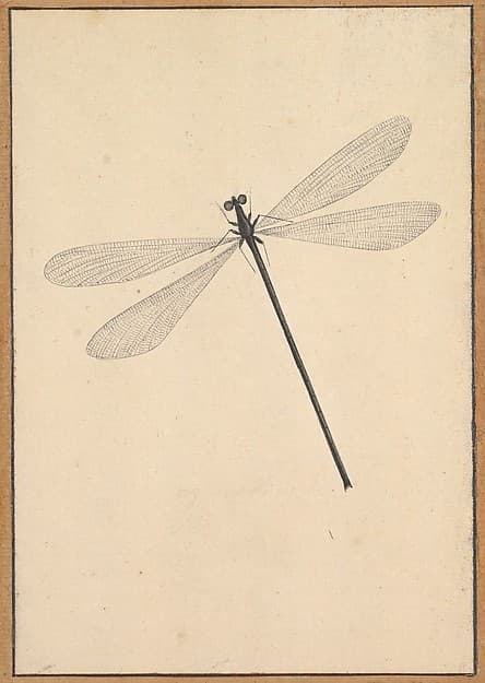 A Dragonfly, by Nicolaas Struyk
