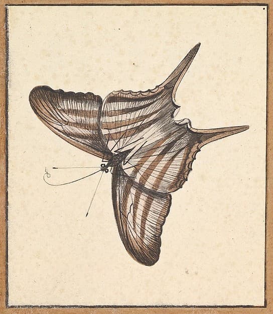 A Butterfly, by Nicolaas Struyk
