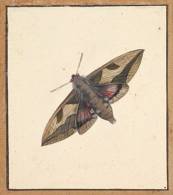 A Moth, by Nicolaas Struyk