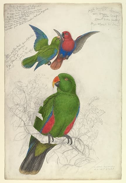 Eclectus Roratus Polychloros, by Edward Lear