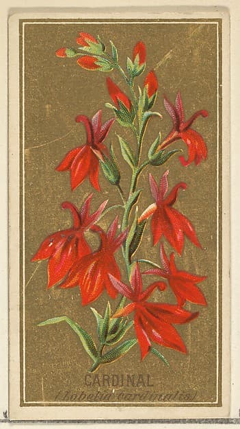 Cardinal (Lobelia cardinalis), from the Flowers series for Old Judge Cigarettes, by Goodwin & Company