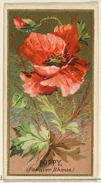 Poppy (Papaver Rhoeas), from the Flowers series for Old Judge Cigarettes, by Goodwin & Company