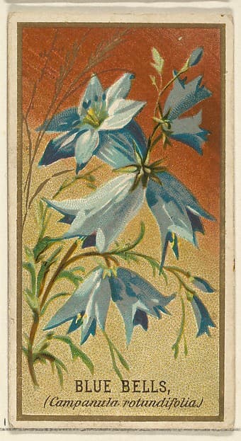 Bluebells (Campanula rotundifolia), from the Flowers series for Old Judge Cigarettes, by Goodwin & Company