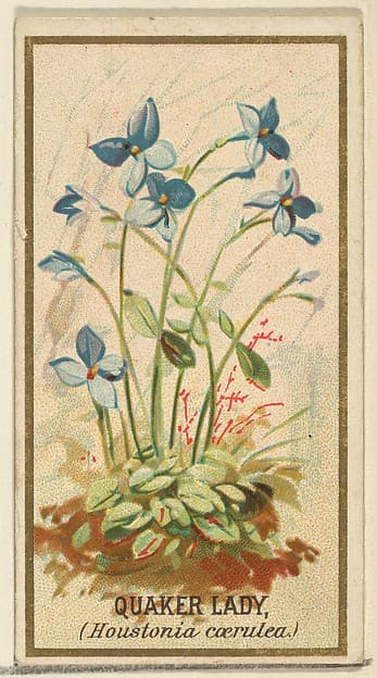 Quaker Lady (Houstonia caerulea), from the Flowers series for Old Judge Cigarettes, by Goodwin & Company