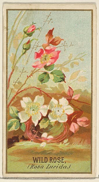 Wild Rose (Rosa Lucida), from the Flowers series for Old Judge Cigarettes, by Goodwin & Company
