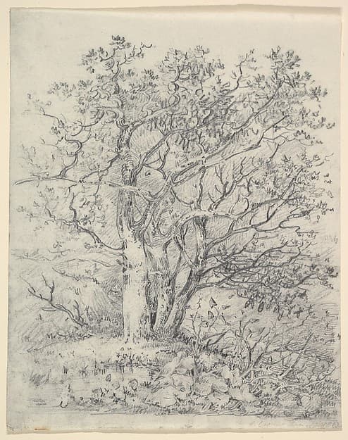 Study for Three Trees, by John Crome