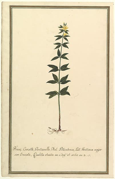 Botanical Study of a type of Yellow Gentian (genus Gentiana Major) (recto); Botanical Study of the Ascyrum Hypericoides (verso), by Anonymous, French, 19th century