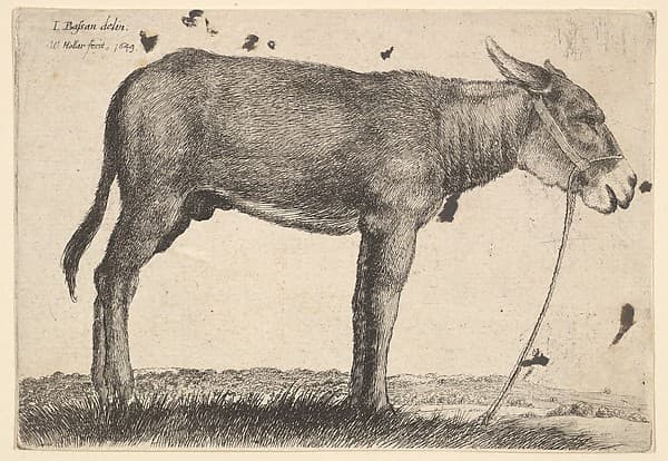 Donkey, by Wenceslaus Hollar