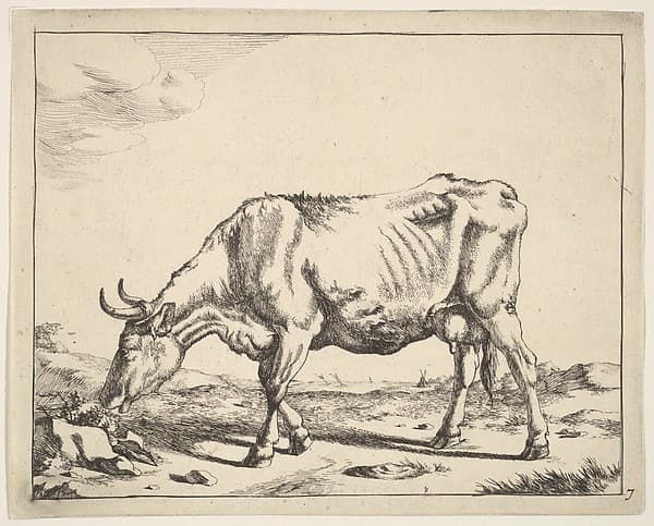 Cow, after Paulus Potter, by Marcus de Bye