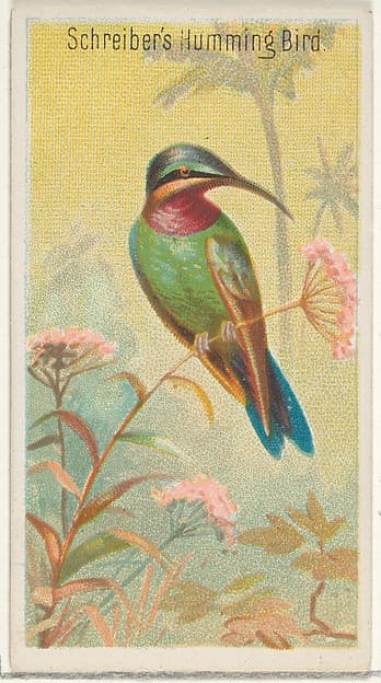 Schreiber's Hummingbird, from the Birds of the Tropics series (N5) for Allen & Ginter Cigarettes Brands, by Allen & Ginter
