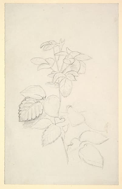Study of a plant, by George Richmond