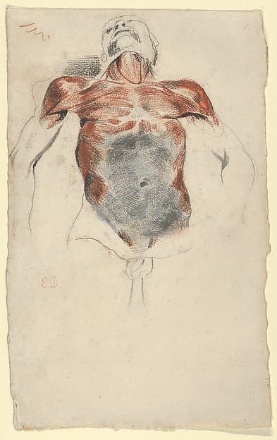 Ecorché: Torso of a Male Cadaver, by Eugène Delacroix