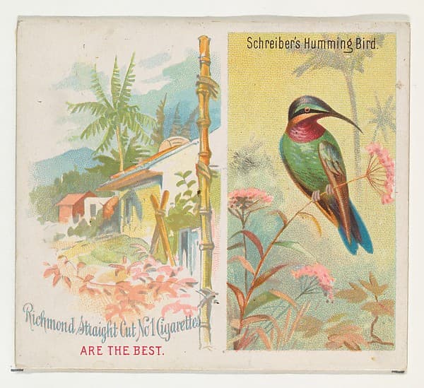 Schreiber's Hummingbird, from Birds of the Tropics series (N38) for Allen & Ginter Cigarettes, by Allen & Ginter