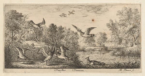 Vanellus, Vanneau (The Lapwing), from "Livre d'Oyseaux" (Book of Birds), by Albert Flamen