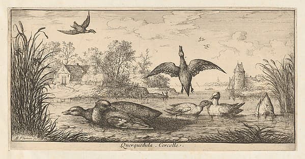 Querquedula, Cercelle (The Teal), from "Livre d'Oyseaux" (Book of Birds), by Albert Flamen